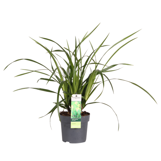 Carex morrowii Irish Green - Ø19cm - ↕40cm - Ø14 - ↨30cm