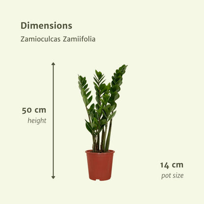 Zamioculcas Zamiifolia - Emerald palm - 2 pieces - ø14cm - ↕50cm
