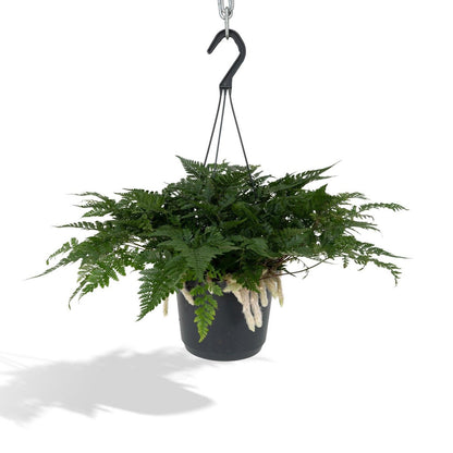 Humata Tyermannii Hang - Hare's Foot Fern - Ø17cm - ↕20cm