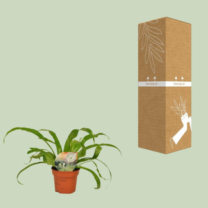 Asplenium Antiquum | [P12-H30]