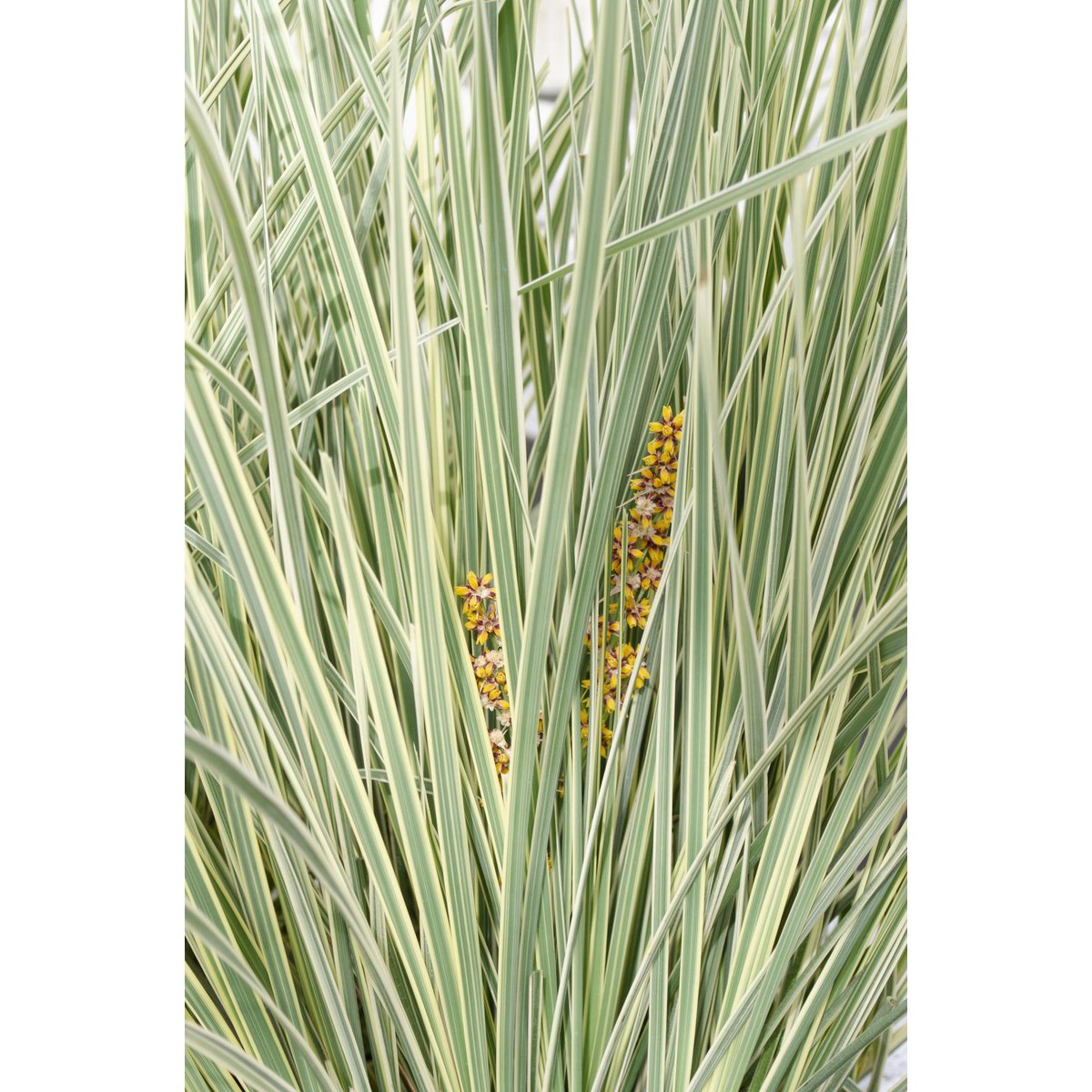 Lomandra longifolia 'White Sands' - Ø19cm - ↕40cm