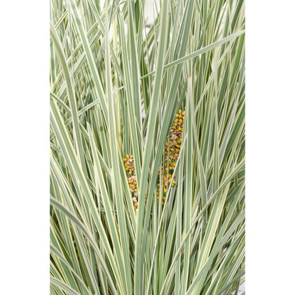 Lomandra longifolia 'White Sands' - Ø19cm - ↕40cm