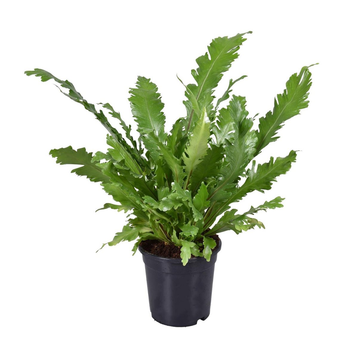 Asplenium Campio | [P17-H45]