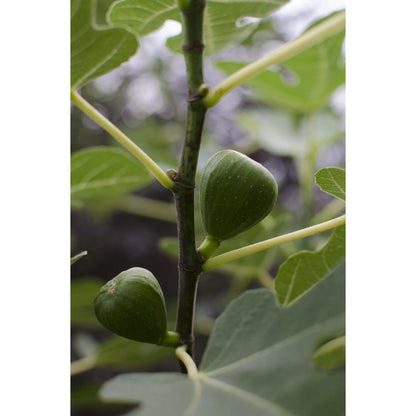 Ficus Gustissimo Perretta - Ø19cm - ↕50cm - Ø13 - ↨45cm