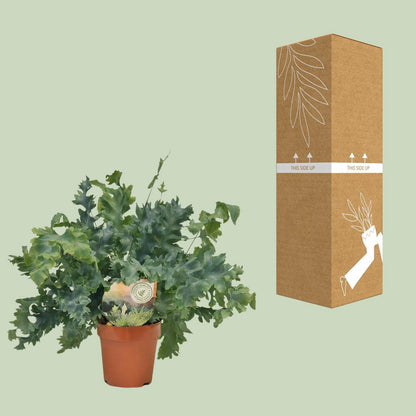 Phlebodium Davana | [P12-H35]