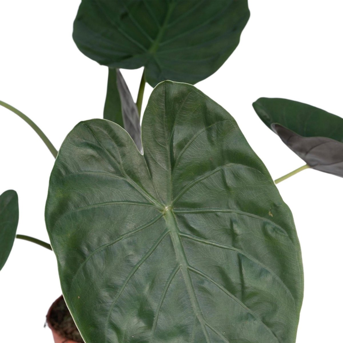 Alocasia Wentii - Elephant's ear - Ø19cm - ↕70cm