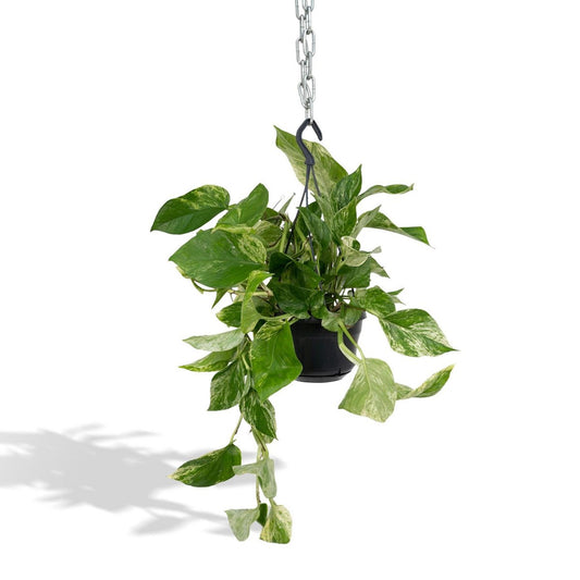 Epipremnum Marble Queen - Scindapsus - Ø15cm - ↕25cm