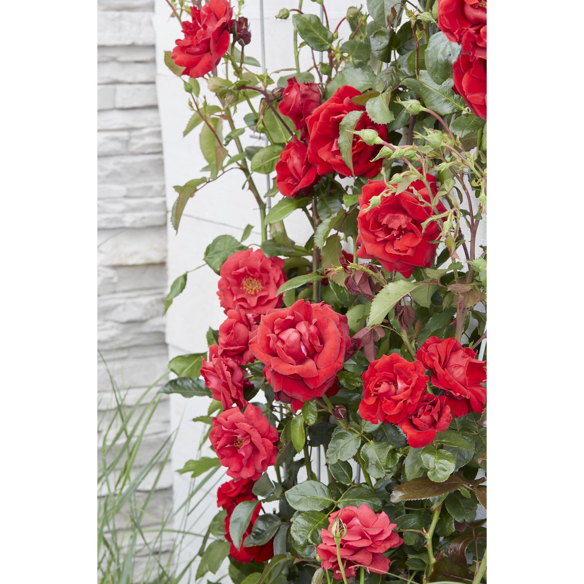 Rosa Crazy in love 'Red' - Rode Roos - Ø15cm - ↕65cm