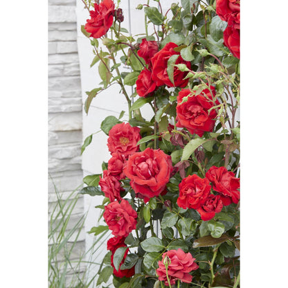 Rosa Crazy in love 'Red' - Rode Roos - Ø15cm - ↕65cm