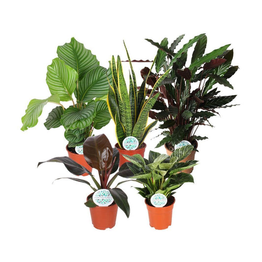 Houseplants Green Mix Mountain - 5 pieces - Ø17cm - ↕30-60cm