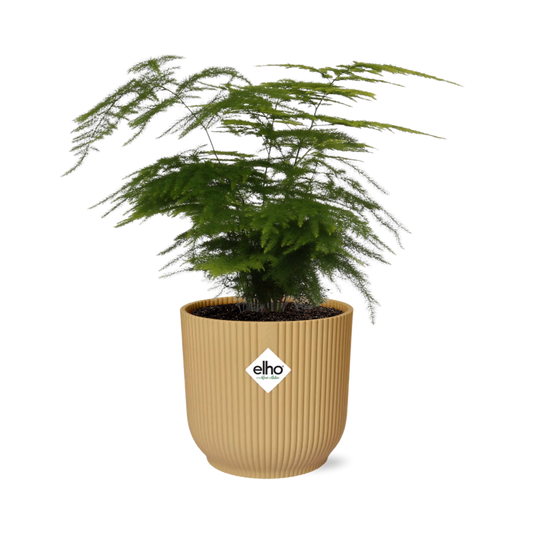 Asparagus Setaceus ‘Plumosus’ in ELHO Vibes Fold 14cm geel