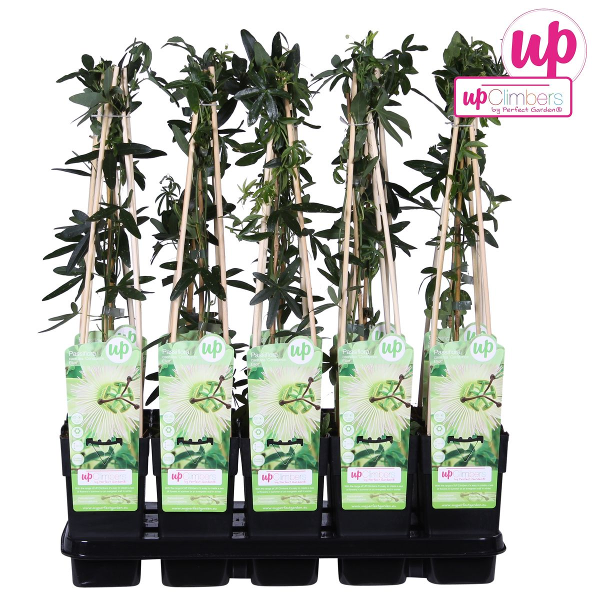 Passiflora caerulea 'Constance Elliot' - ↕65cm - Ø15