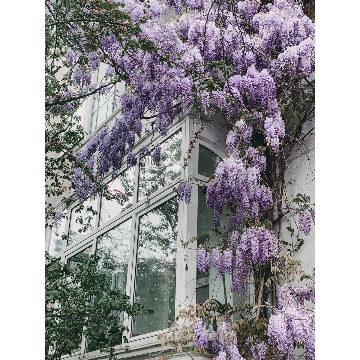 Wisteria Floribunda 'Naga Noda' - Purple rain - Ø15cm - ↕65cm