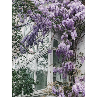Wisteria Floribunda 'Naga Noda' - Purple rain - Ø15cm - ↕65cm