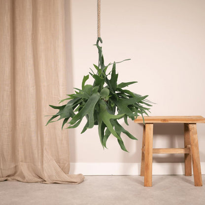 Platycerium Staghorn Hang - Staghorn fern - Ø21cm - ↕50cm