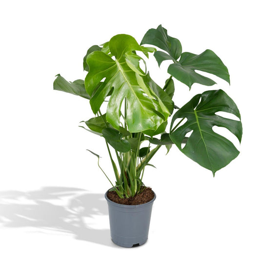 Monstera Deliciosa - Hole plant - Ø21cm - ↕65cm