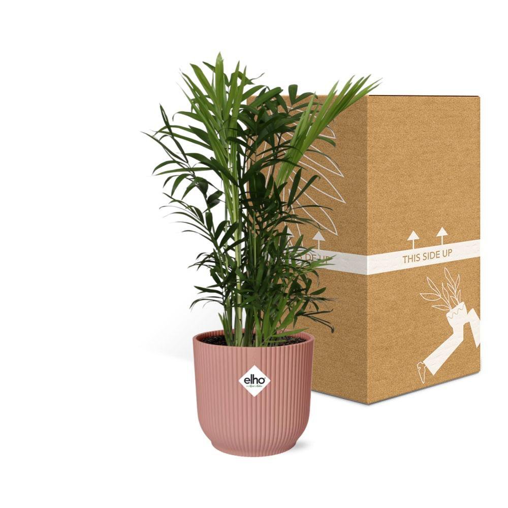 Chamaedorea Elegans in ELHO Vibes Fold 14cm pink