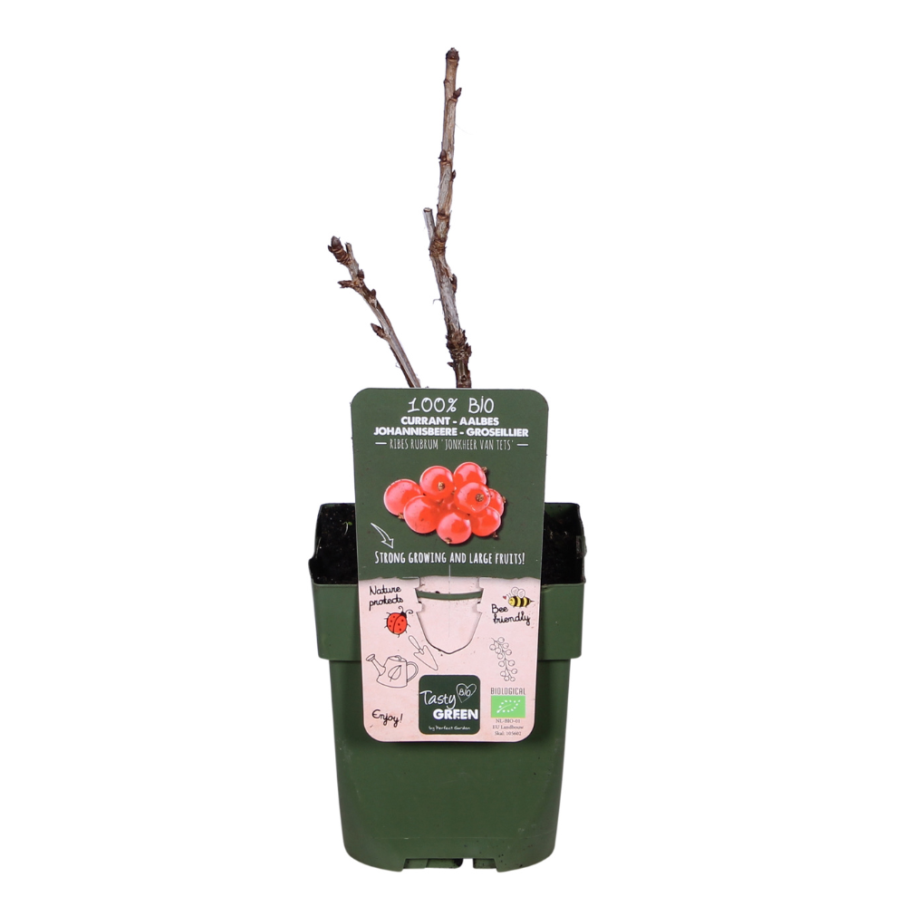Ribes Rubrum 'Jonkheer van Tets' - ↕45cm - Ø13