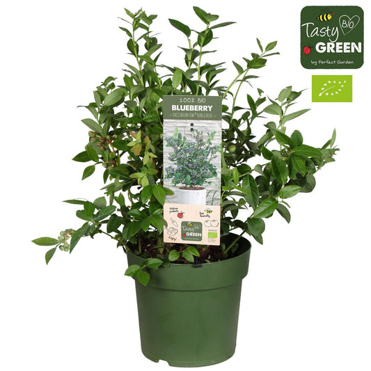 Vaccinium Cor. 'Bingo Blue' Bio - Blueberry - Ø23cm - ↕50cm