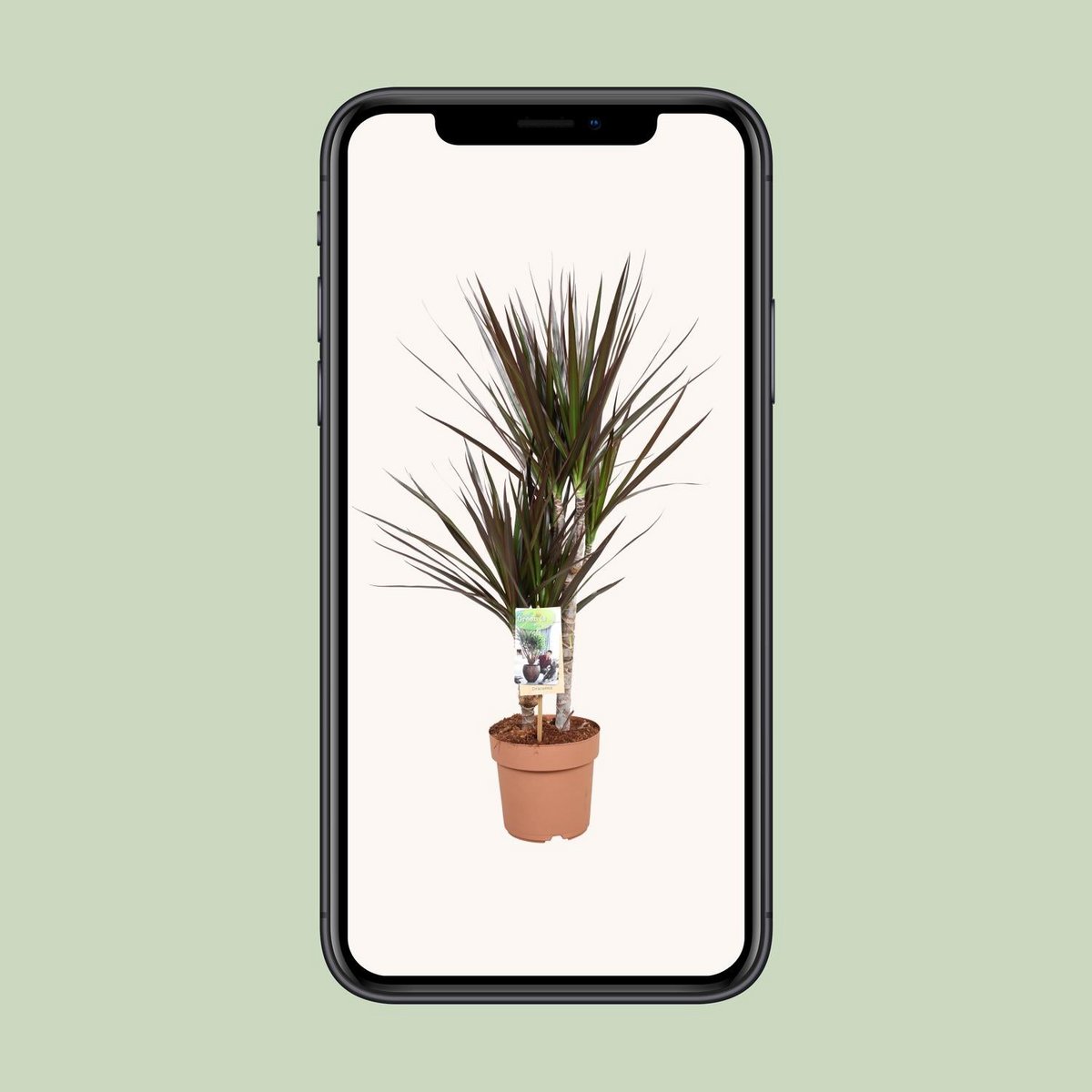 Dracaena Magenta 30-15 | [P17-H80]