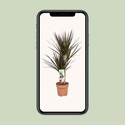 Dracaena Magenta 30-15 | [P17-H80]