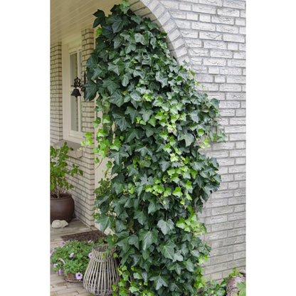 Hedera helix - ↕65cm - Ø15