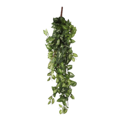 Artificial hanging plant Fittonia Green