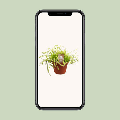 Drosera Capensis - Ø12cm - ↕17cm