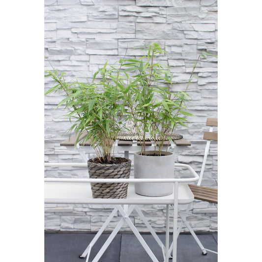 12x - Fargesia rufa - 40cm - Ø14