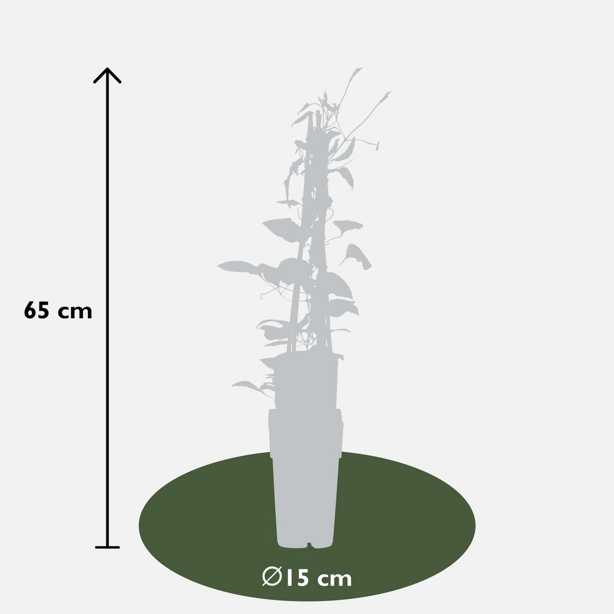 3x - Clematis Rouge Cardinal - ↨65cm,Ø15