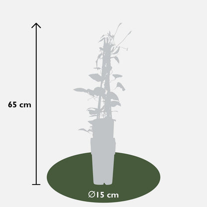 3x - Clematis Rouge Cardinal - ↨65cm,Ø15