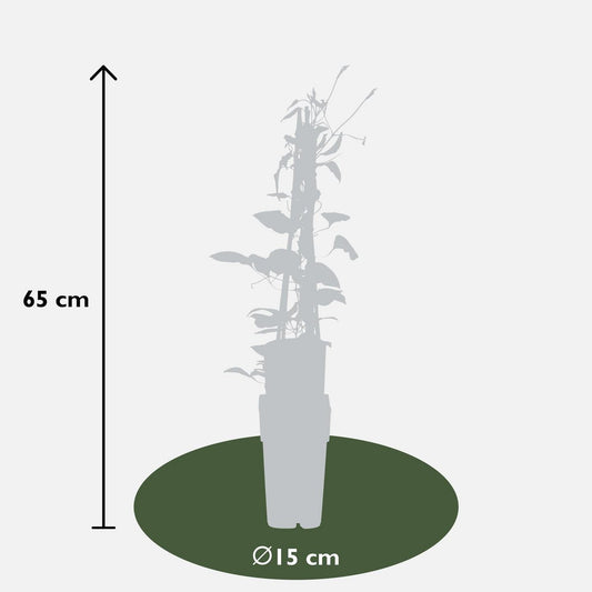 3x - Clematis Rouge Cardinal - ↨65cm,Ø15