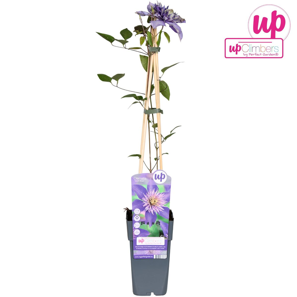 Clematis Multi Blue - ↕65cm - Ø15