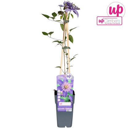 Clematis Multi Blue - ↕65cm - Ø15