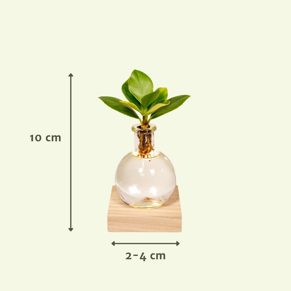 Clusia in Samoan glass with LED lighting - ø4cm - ↕10cm