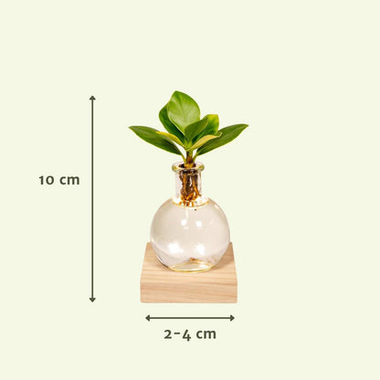 Clusia in Samoan glass with LED lighting - ø4cm - ↕10cm