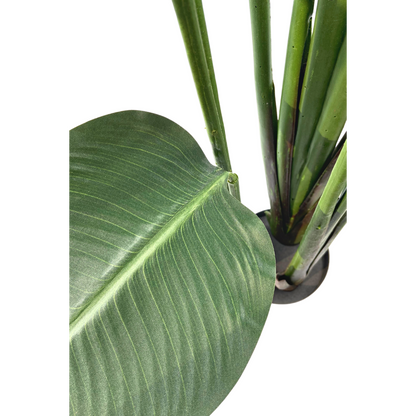 Artificial Strelitzia Plant 180cm