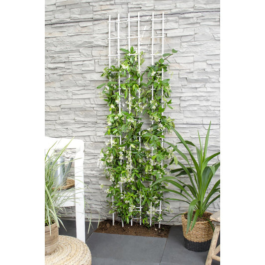 Trachelospermum 'Star of Venice' - Tuscan Jasmine White - Ø15cm - ↕65cm