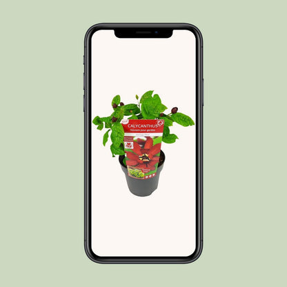 Sinocalycanthus 'Hartlage Wine'Â® - Ø19 - ↨30cm