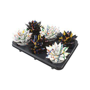 Echeveria Coloured Splash Black&White Mix - 6 stuks - Ø10,5cm - ↕13cm