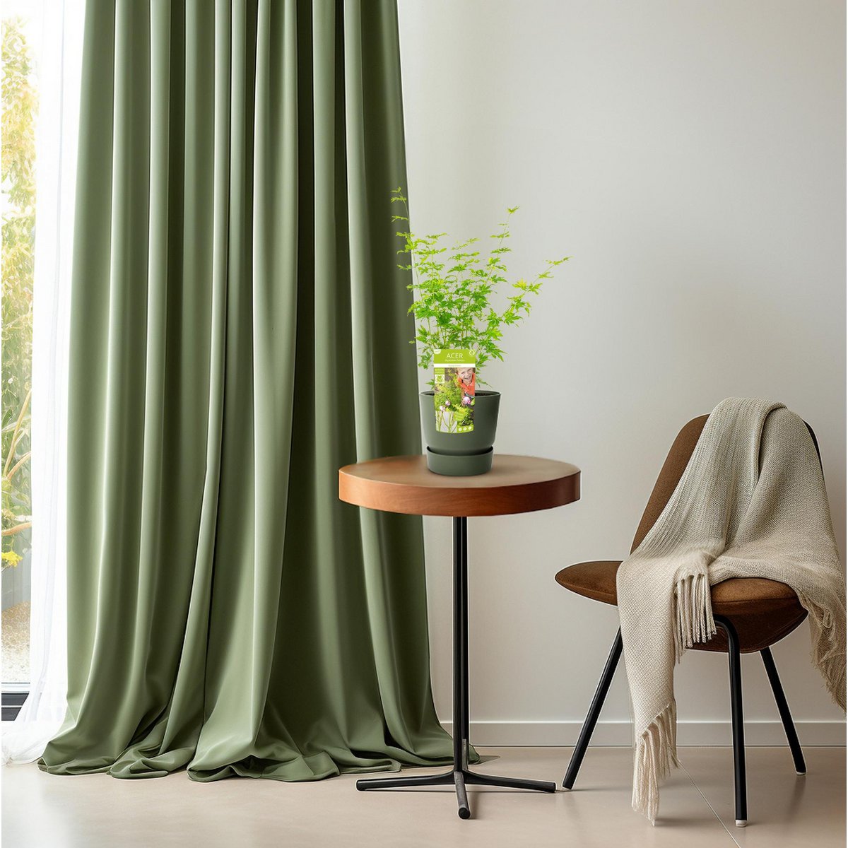 Acer palm. 'Going Green'Â® | [P19-H40]