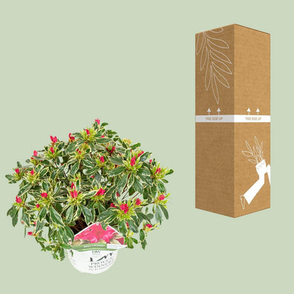 Rhododendron 'Bollywood'Â® - ↕30cm - Ø19cm