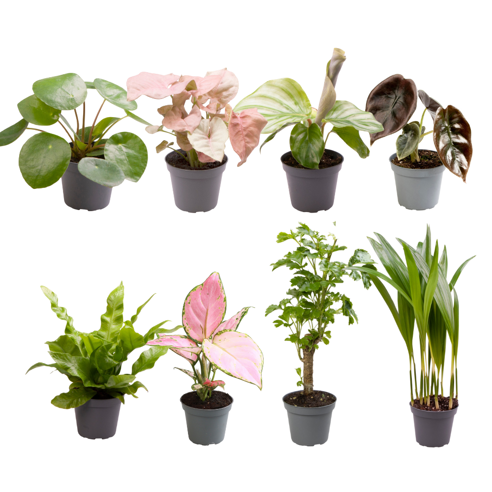 Baby Plants Surprise box - Ø6cm - ↕12cm - X8