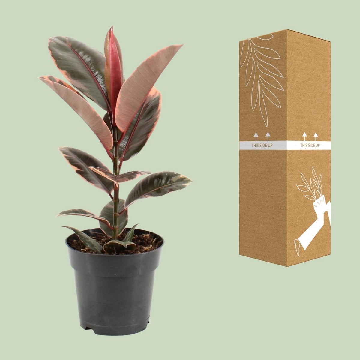 Ficus Elastica Belize - Ø17cm - ↕55cm