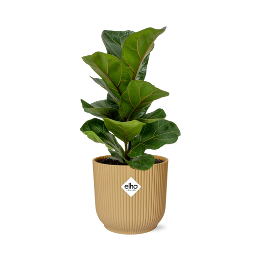 Ficus Lyrata ‘Bambino’ in ELHO Vibes Fold 14cm geel