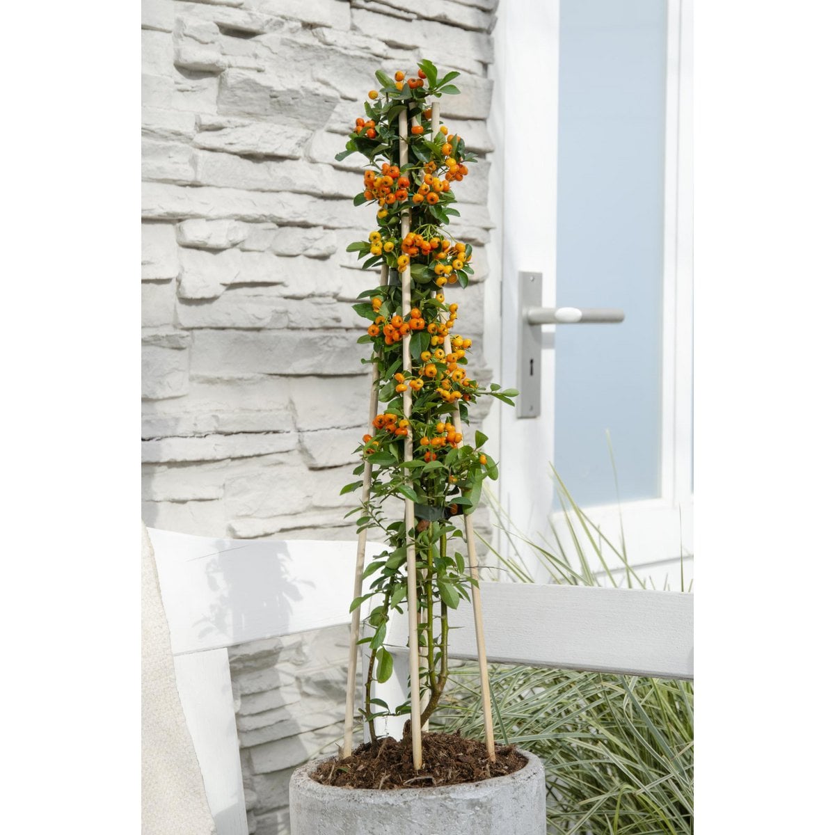 3x - Pyracantha 'Orange Glow' - ↨65cm - Ø15