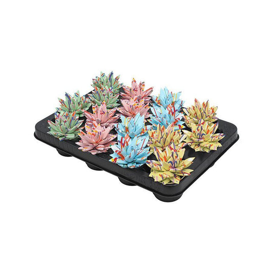 Echeveria Coloured Splash Pastel Mix - 16 stuks - Ø6cm - ↕8cm