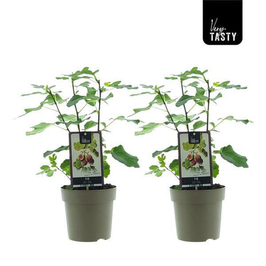 Ficus Précoce de Dalmatie (15020) - 2 pieces - Ø15cm - ↕40 cm