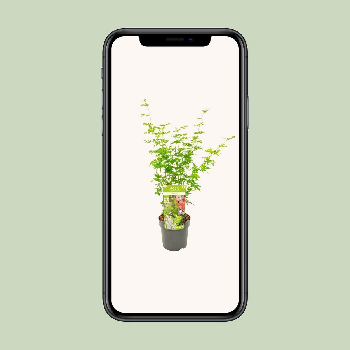 Acer palm. 'Going Green'Â® | [P19-H40]