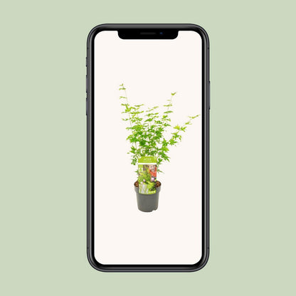 Acer palm. 'Going Green'Â® | [P19-H40]